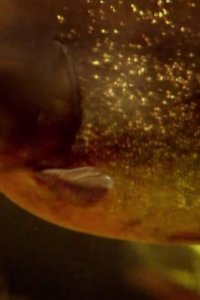 River Monsters – S01E01 – Piranha