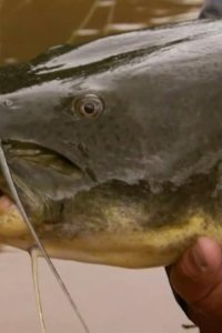 River Monsters – S01E02 – Killer Catfish