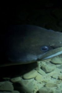 River Monsters – S03E02 – Flesh Ripper