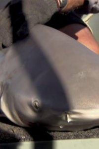 River Monsters – S03E04 – Chainsaw Predator