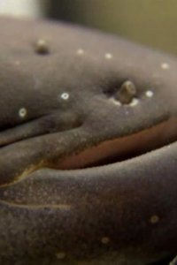 River Monsters – S03E06 – Cold-Blooded Horror