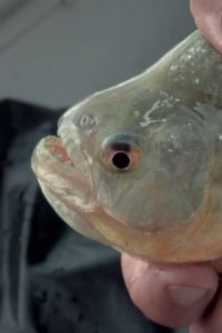 River Monsters – S03E07 – Jungle Killer