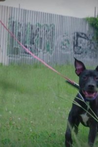 Pit Bulls and Parolees – S11E02 – Shelter from the Storm
