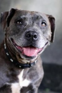 Pit Bulls and Parolees – S11E04 – Soul Survivor