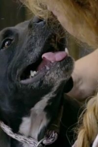 Pit Bulls and Parolees – S11E05 – New Arrivals