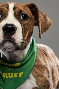 Pit Bulls and Parolees – S11E08 – Most Valuable Puppy
