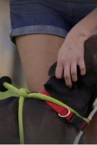 Pit Bulls and Parolees – S11E10 – Mama Drama