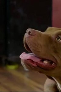 Pit Bulls and Parolees – S12E06 – A Puppy’s Journey Home