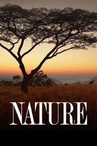 Nature – S02E08 – Big Business in Bees