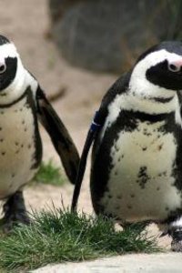 Nature – S14E04 – The World of Penguins