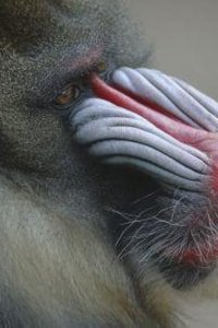 Nature – S15E03 – Mask of the Mandrill