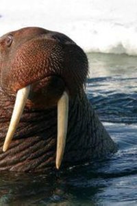 Nature – S16E01 – Toothwalkers: Giants of the Arctic Ice