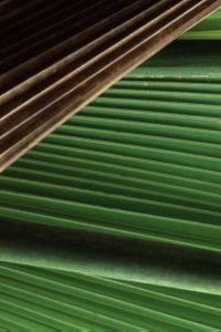 Nature – S17E15 – The Seedy Side of Plants