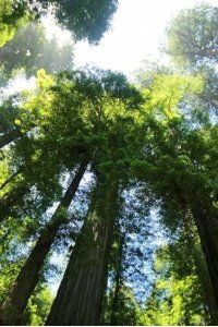Nature – S21E05 – The Living Edens: Big Sur: California’s Wild Coast
