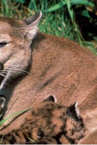 Nature – S21E06 – Trail of the Cougar