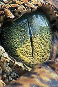 Nature – S21E08 – The Reptiles: Alligators and Crocodiles