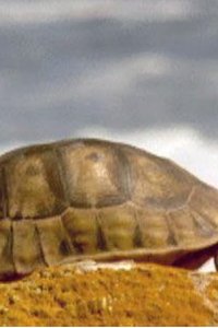 Nature – S21E10 – The Reptiles: Turtles and Tortoises