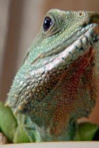 Nature – S21E11 – The Reptiles: Lizards