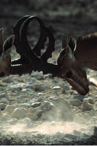 Nature – S21E12 – Lost World of the Holy Land