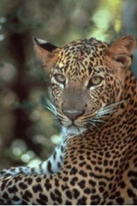 Nature – S21E13 – Leopards of Yala