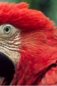 Nature – S22E08 – The Real Macaw