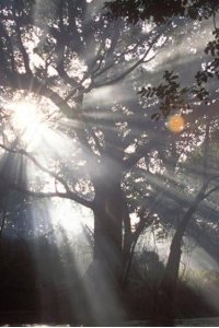 Nature – S24E11 – The Queen of the Trees