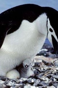 Nature – S25E02 – Penguins of the Antarctic