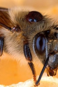 Nature – S26E01 – Silence of the Bees