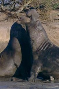 Nature – S26E04 – The Beauty of Ugly