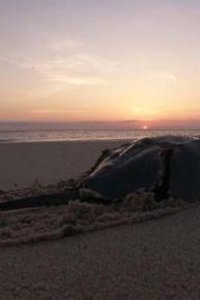 Nature – S26E07 – Crash: A Tale of Two Species