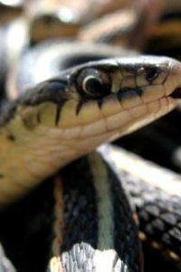 Nature – S26E10 – What Males Will Do