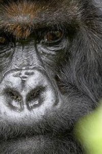 Nature – S26E11 – The Gorilla King