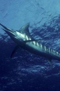 Nature – S26E12 – Superfish: Billfish