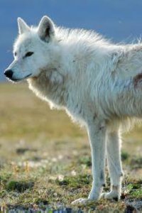 Nature – S27E01 – White Falcon, White Wolf