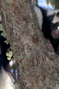 Nature – S27E06 – Is That Skunk?
