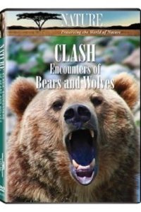 Nature – S28E06 – Clash: Encounters of Bears and Wolves