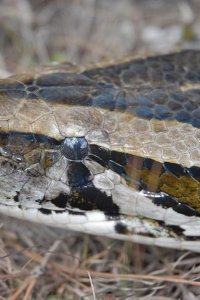Nature – S28E08 – Invasion of the Giant Pythons