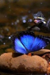 Nature – S28E10 – Moment of Impact: Jungle