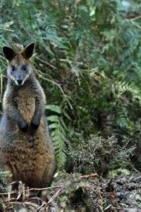 Nature – S29E12 – Survivors of the Firestorm