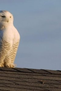 Nature – S31E02 – Magic of the Snowy Owl