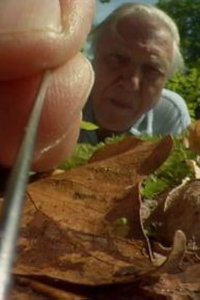 Nature – S31E05 – Attenborough’s Life Stories: Life on Camera