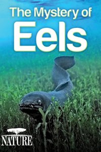 Nature – S31E10 – The Mystery of Eels