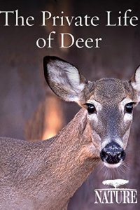 Nature – S31E12 – The Private Life of Deer