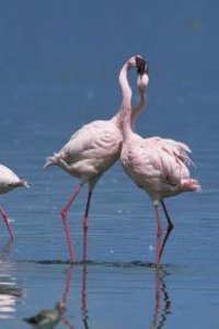 Nature – S32E08 – Love in the Animal Kingdom