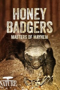 Nature – S32E12 – Honey Badgers: Masters of Mayhem