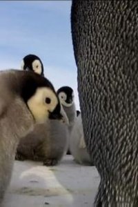 Nature – S33E01 – Penguins: Spy in the Huddle: The Journey