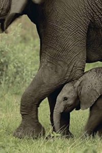 Nature – S34E04 – Soul of the Elephant