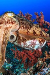 Nature – S34E07 – Natural Born Hustlers: Staying Alive