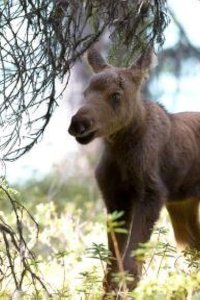 Nature – S34E10 – Moose: Life of a Twig Eater