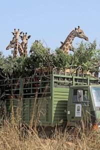 Nature – S35E03 – Giraffes: Africa’s Gentle Giants